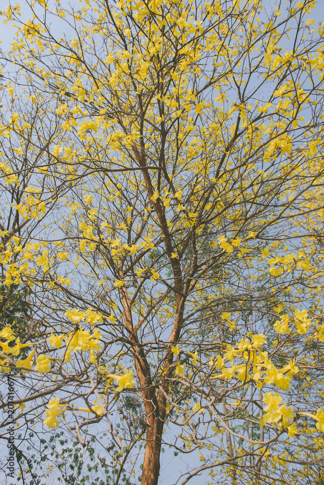 yellow flowers bloom in spring yellow flowers bloom in spring