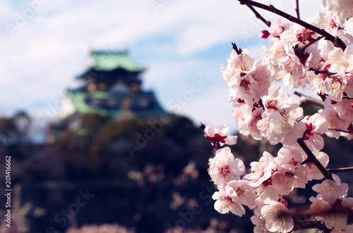Brench of plum blossoms with Osaka Castle as Background, Japan