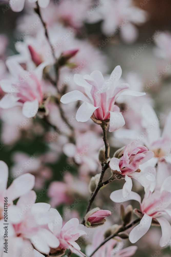 Obraz premium Magnolia tree in bloom in early spring