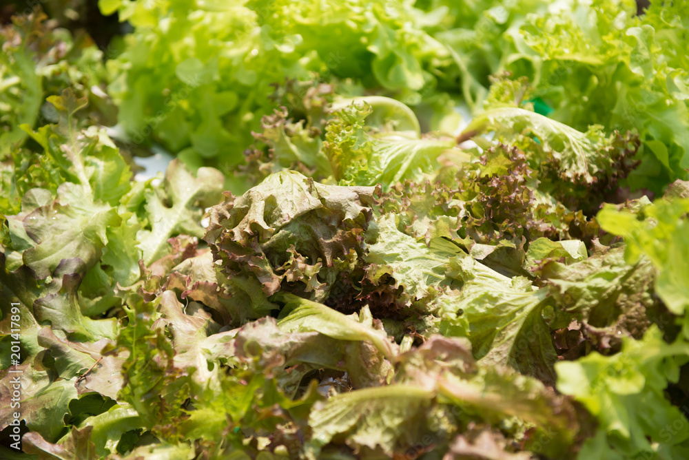 Green Oak salad plant, hydroponic vegetable leaves Green Oak salad plant, hydroponic vegetable leaves