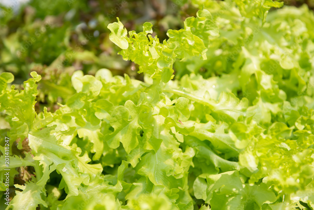 Green Oak salad plant, hydroponic vegetable leaves Green Oak salad plant, hydroponic vegetable leaves