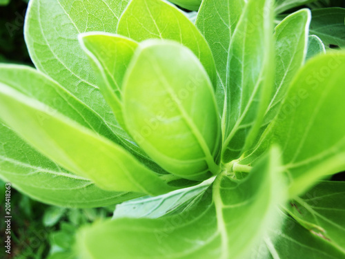 Close up of a plnt in a garden in Okinawa  Japan