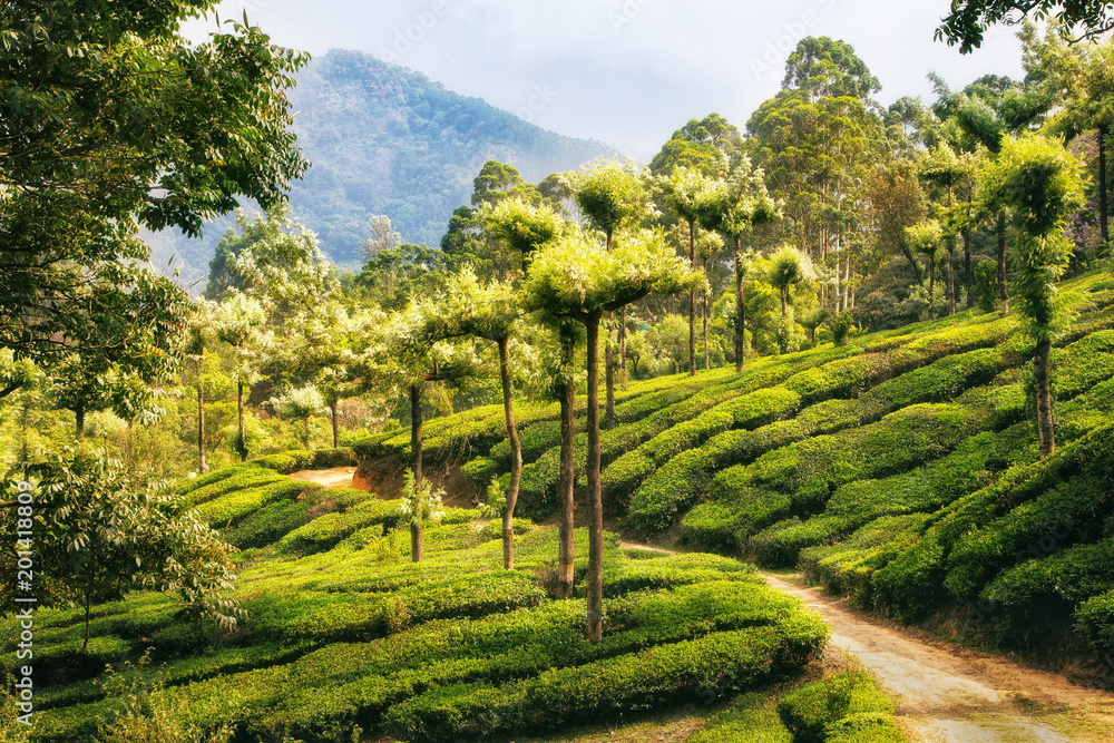 The field track among the tea plantations. Munnar, Kerala, incredible India. Rural landscape.