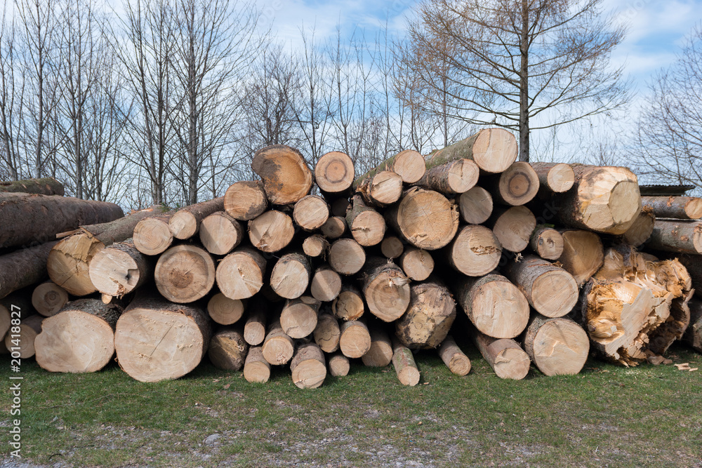 Pile of wooden logs, trees stacked together.