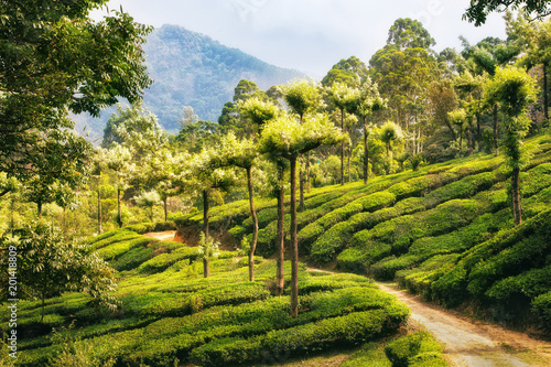 Obraz na płótnie The field track among the tea plantations. Munnar, Kerala, incredible India. Rural landscape. w salonie