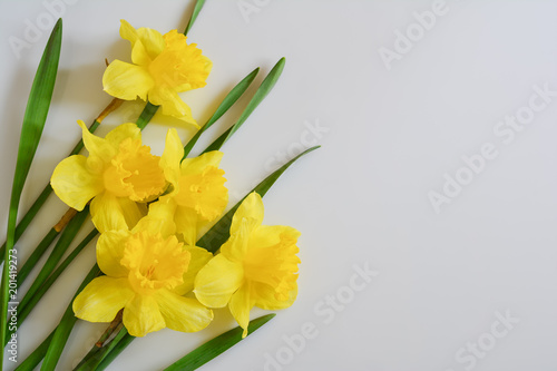 Bouquet of fresh yellow daffodils on white background. Fragrant spring flowers.