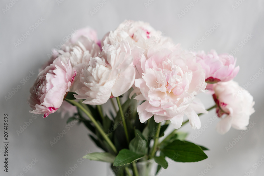 Cute and lovely peony. many layered petals. Bunch pale pink peonies flowers light gray background. Wallpaper