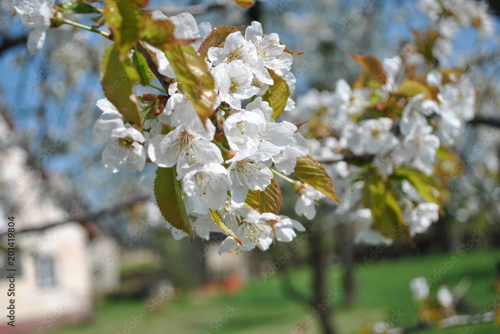 Obraz premium Kwitnąca czereśnia