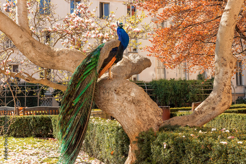 The portrait of the peacock sitting on the massive branch of the old tree in the beautiful garden during bright suuny spring day.