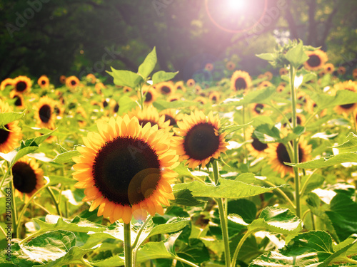 Sunflower field