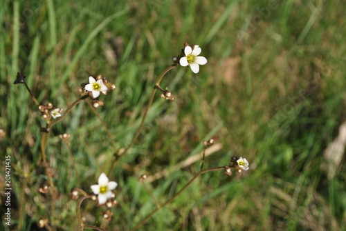 Białe delikatne kwiatuszki
