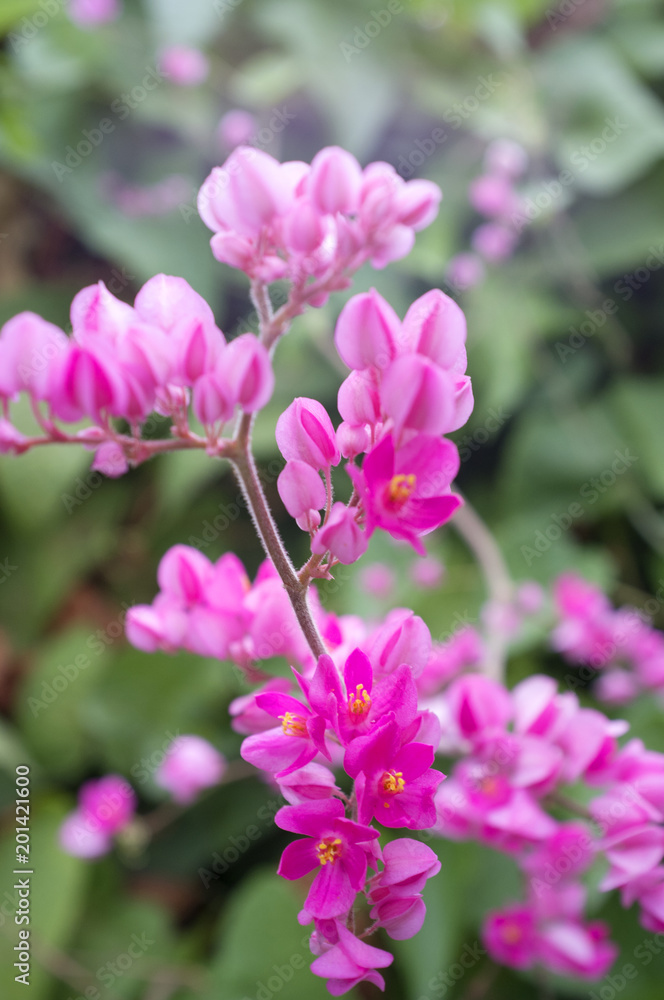 Fototapeta premium thai