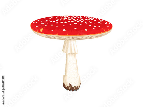 Detailed flat vector illustration of Amanita muscaria or Fly Agaric.
