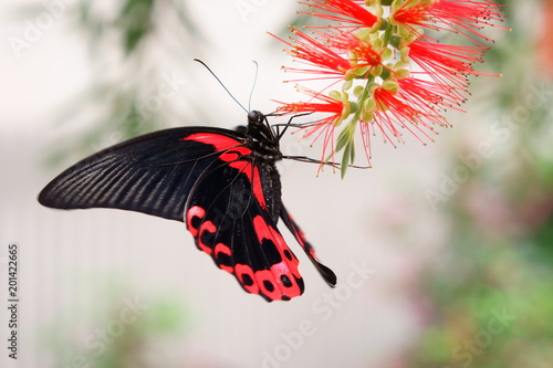 Butterfly Pachliopta Kotzebuea