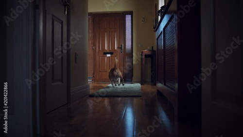 4k Dolly of House Front Door, Dog and Child Bringing the Post photo