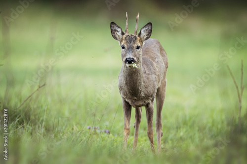 Roe deer (Capreolus capreolus)