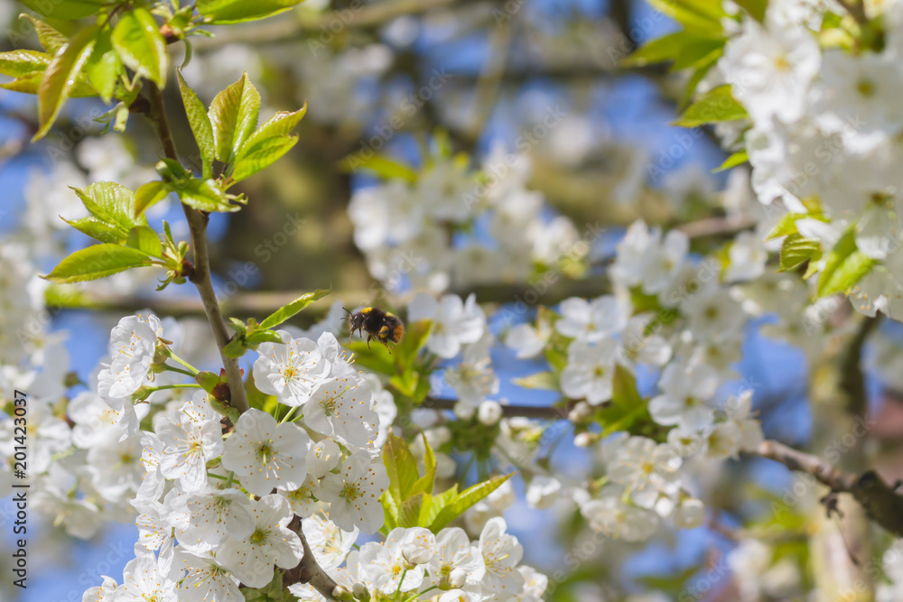 Hummel und Kirschblüten