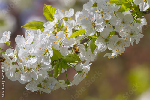 Bienen und Kirschblüten