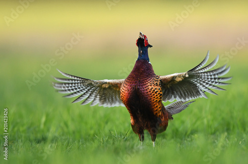 Bilde på lerret Ringneck Pheasant (Phasianus colchicus)