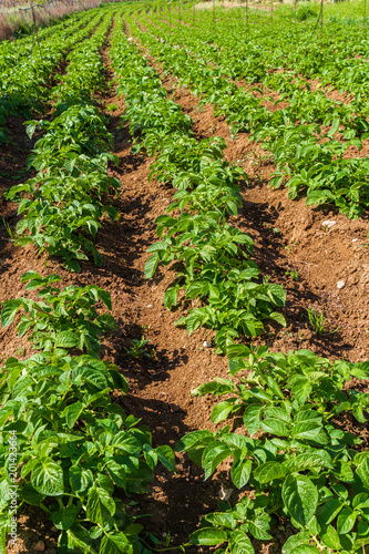 Row of healthy potatoes plants in the field. Agriculture  food production concept