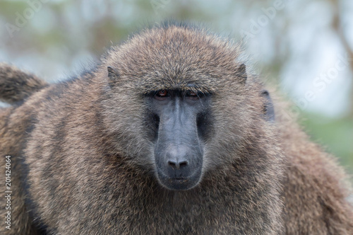 Portrait of a huge male baboon 