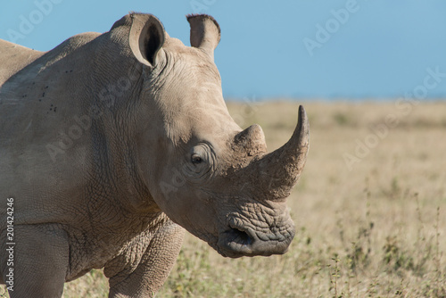 White Rhino portrait © ryan