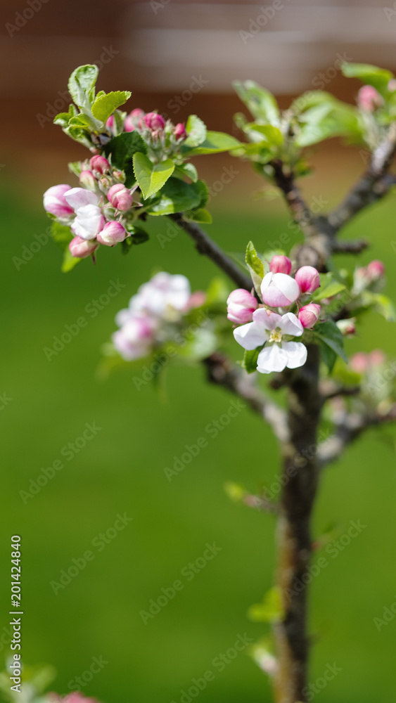 apple blossoms on apple tree in spring