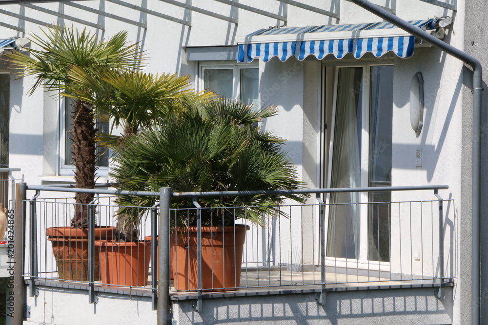 Palm trees on a balcony, Palmen auf einem Balkon Stock-Foto | Adobe Stock
