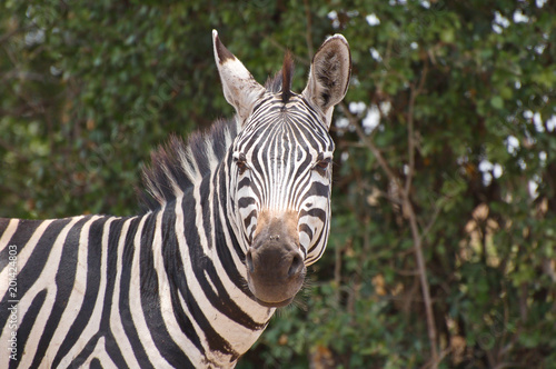 Zebra closeup portrait