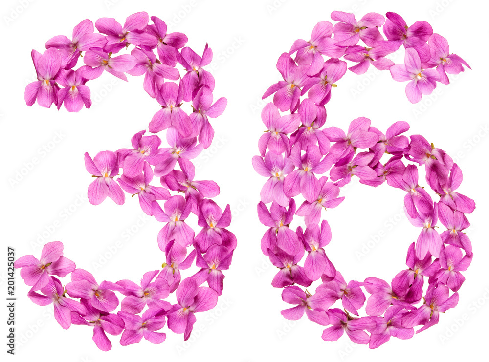 Arabic numeral 36, thirty six, from flowers of viola, isolated on white background