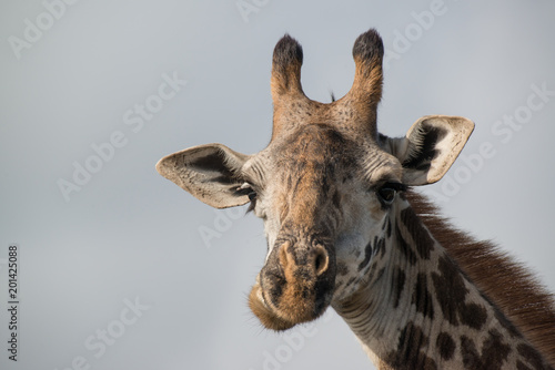 Giraffe in Kenya, Lake Naivasha © ryan