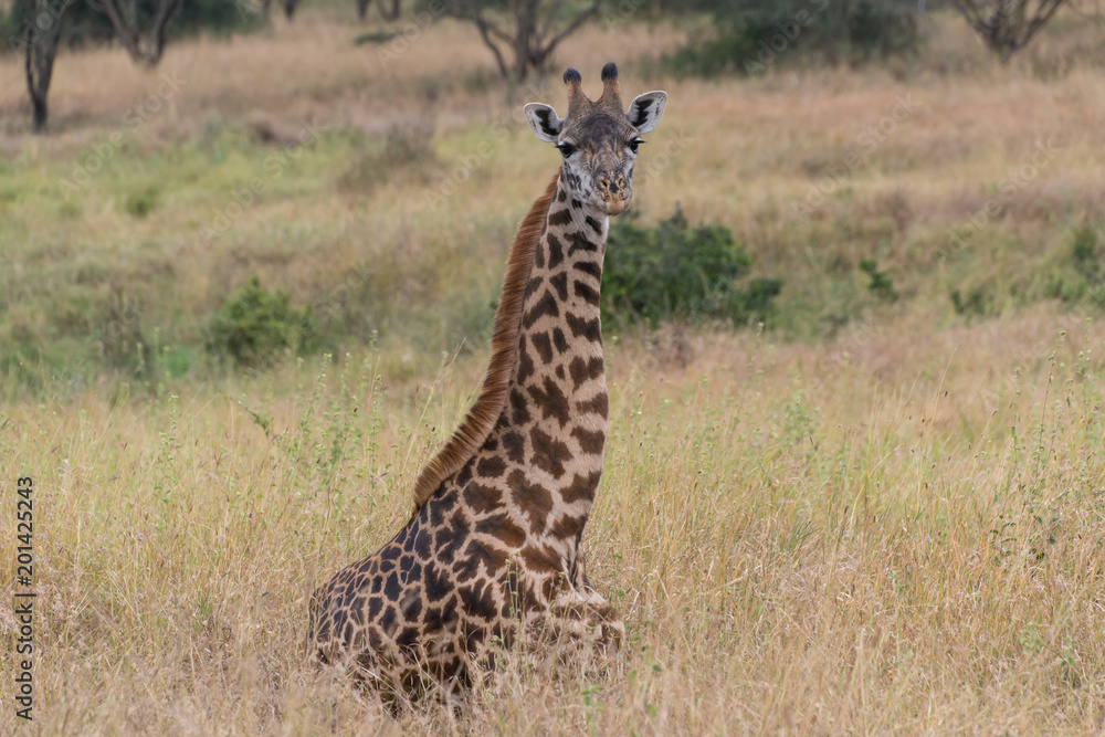 Obraz premium Giraffe in Kenya, Lake Naivasha