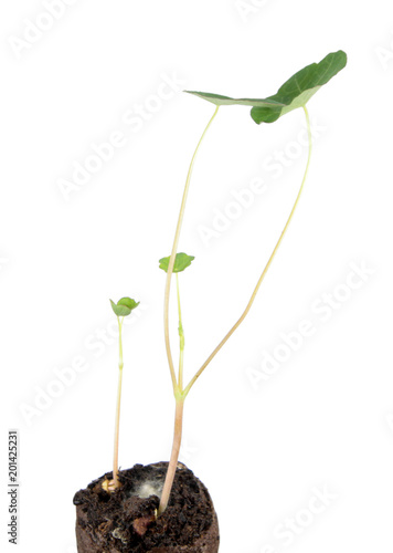 Green sprouts of garden nasturtium or Tropaeolum majus isolated on white background