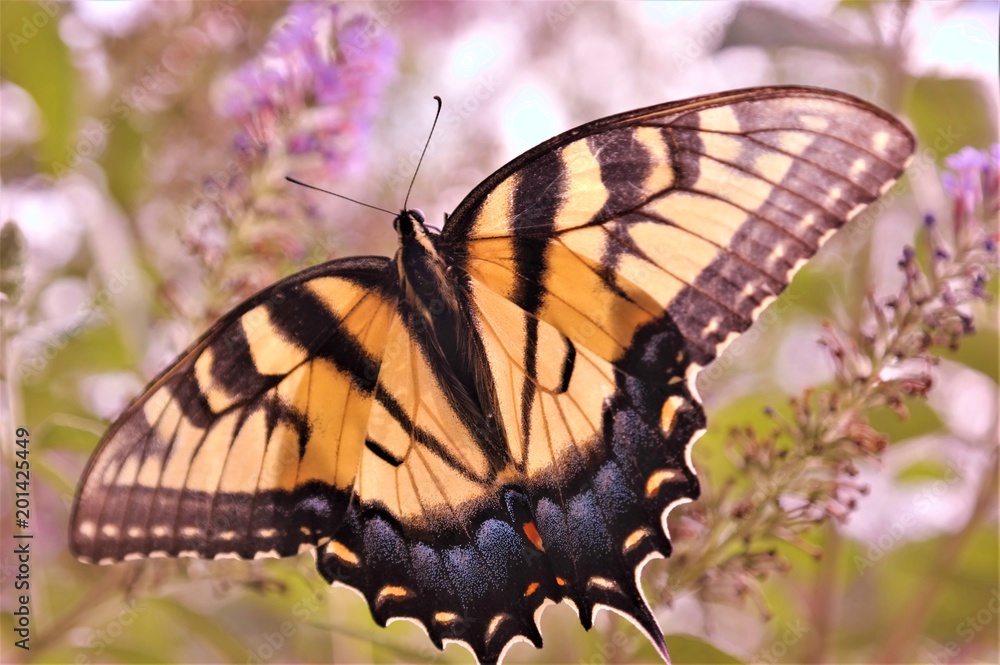 Fototapeta premium SAMSUNG CSC