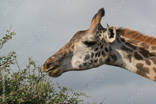 Photography giraffe eating