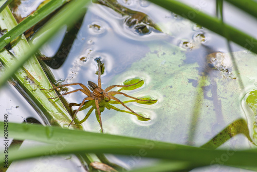 Large water spider Dolomedes plantarius, close-up in a natural environment. Raft spider great royal exemplar dwelling in rivers and lakes photo
