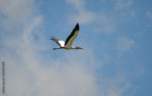 Wood storks flying in Costa Rica © Bob