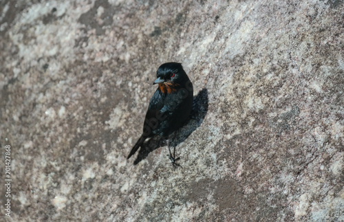 Black Bird photo