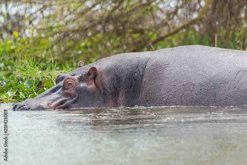 Hippopotamus in Kenya