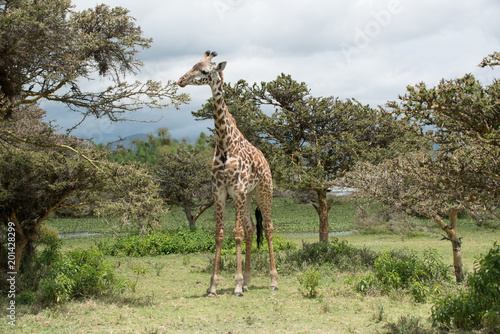 Giraffe in Kenya  Lake Naivasha