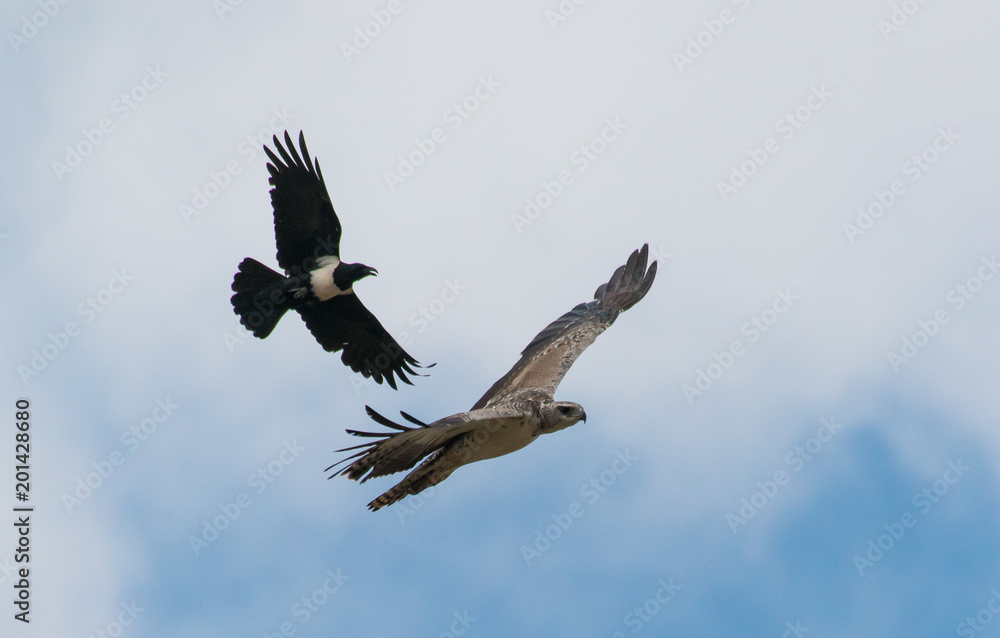 Obraz premium Eagle being harrassed by a black bird, Lake Naivasha Kenya 