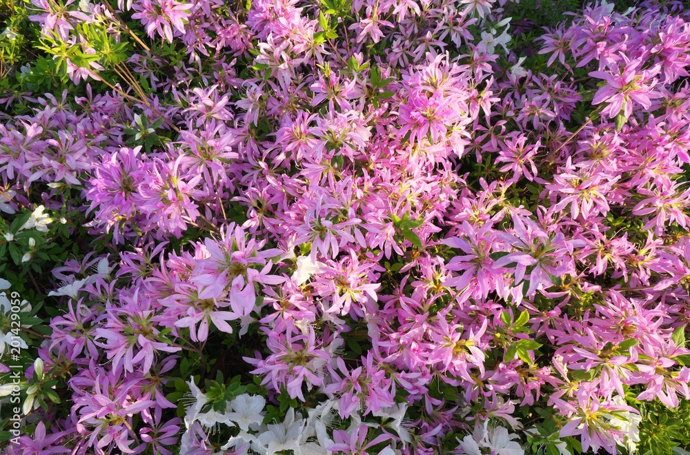 Tokyo,Japan-April 19,2018: Flower carpet of azalea in Japan
