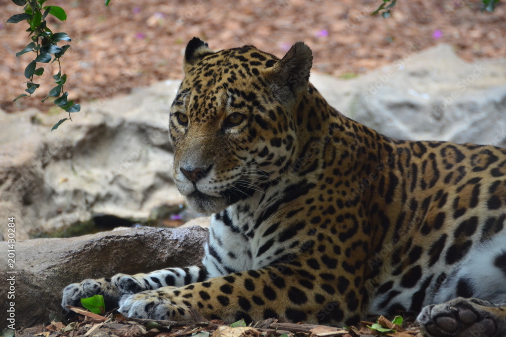 Obraz premium LEOPARDO
