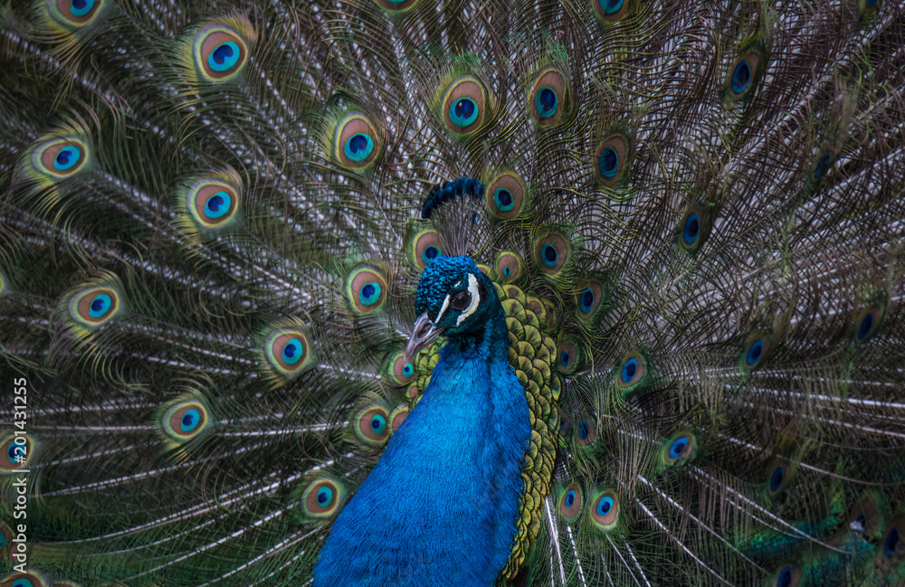 Fototapeta premium A Strutting Peacock