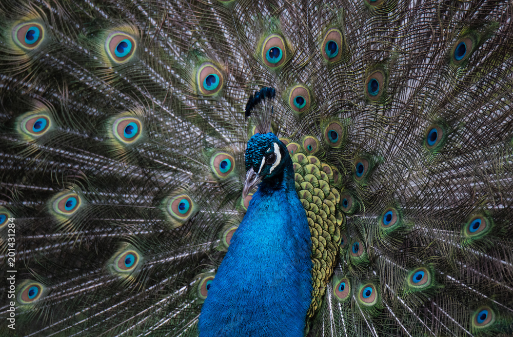 Fototapeta premium A Strutting Peacock
