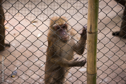 monkey in the zoo © JK_kyoto