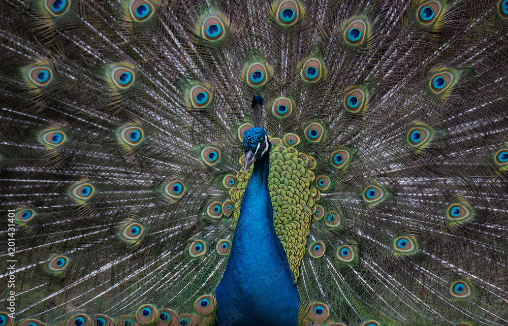 Obraz premium Kroczący paw