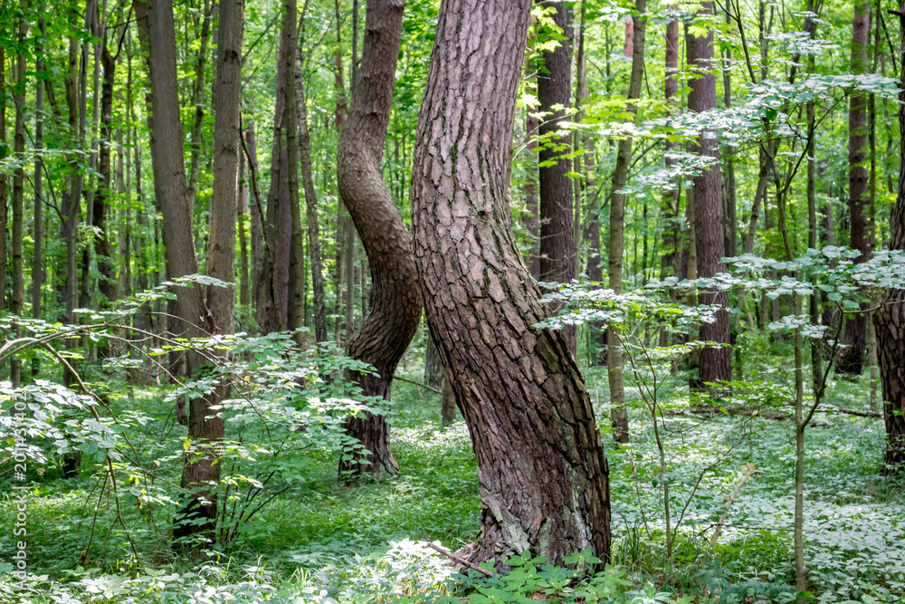 Naklejka premium Kaluga, Russia - August 2017: Nature Monument Kaluga City Forest. Sparkling Pines 