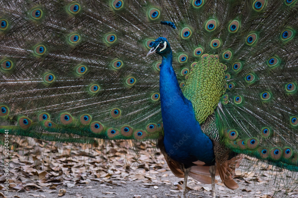 Naklejka premium A Strutting Peacock