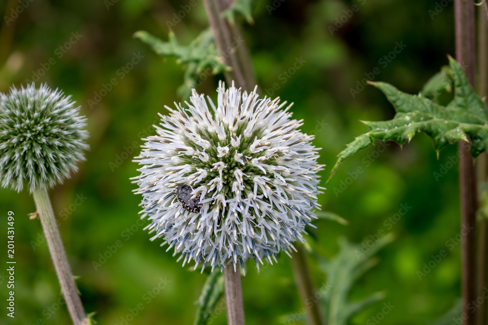 Echinops sphaerocephalus or glandular globe-thistle and bees
Echinops sphaerocephalus or glandular globe-thistle and bees